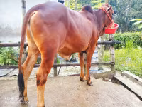 Bull, Cattle — photo 4