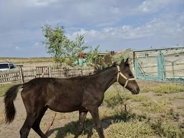 母马, Kazakh horse — 哈萨克斯坦
