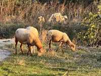نعجة, Katum sheep — الصورة 2