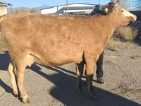 母牛, Simmental cattle — 照片 6