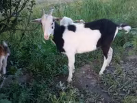 عنزة, Saanen goat — الصورة 3