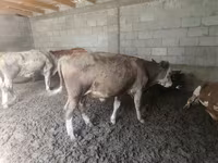 公牛, Simmental cattle — 照片 2