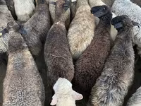 母羊, Sheep — 照片 3