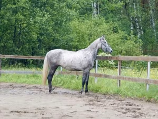 公马, Horses — 俄罗斯