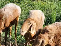 Schaf, Rhon sheep — Foto 4