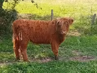 بقرة, Highland — الصورة 3