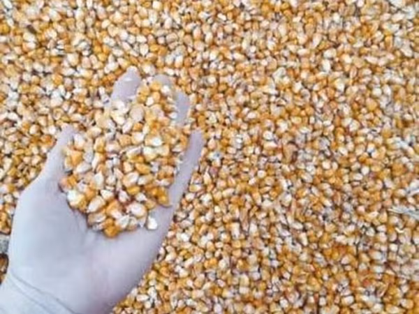 Куплю кукурузу рушенную оптом в больших объемах. Забираем сами