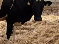 母牛, Holstein breed — 照片 6
