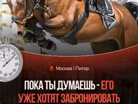 Caballo, Caballos — foto 1