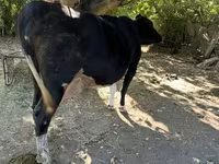 母牛, Holstein breed — 照片 3