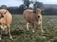 母牛, Aubrac cattle — 照片 1