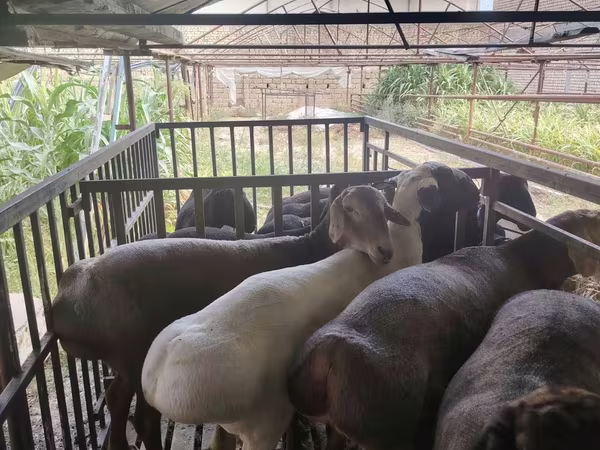 公羊, Sheep