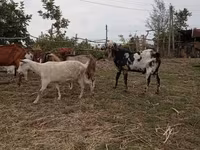 تيس, Nubian Goat — الصورة 3
