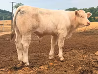 公牛, Charolais cattle — 照片 4