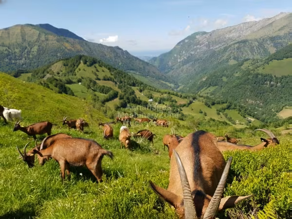 母山羊, Alpine goat