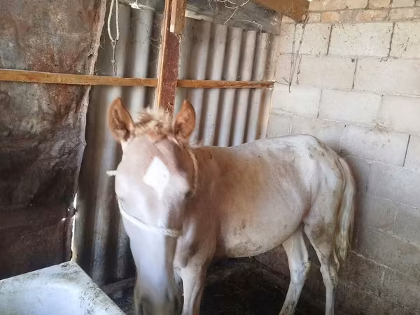 公马, French Trotter