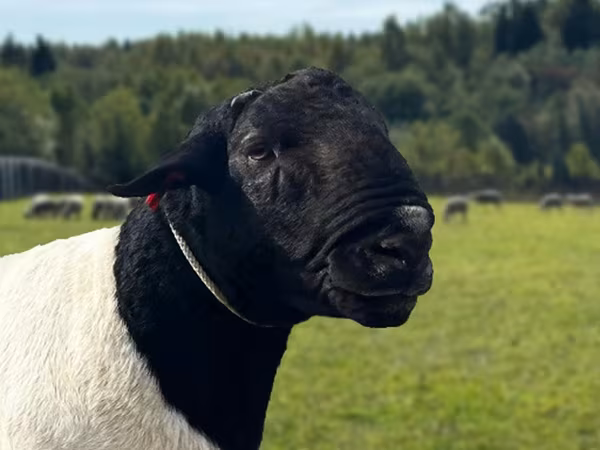 公羊, Dorper sheep