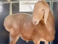 मेढ़ा, Rhon sheep — फ़ोटो 4