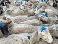 母羊, Sheep — 照片 5