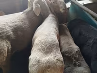 Widder, Rhon sheep — Foto 4