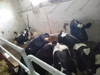 公牛, Holstein breed — 照片 7
