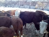 公牛, Cattle — 照片 7