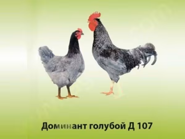 Ломан Браун