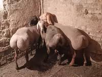公羊, Rhon sheep — 照片 1