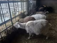 बकरी, Alpine goat — फ़ोटो 4