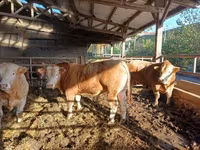 公牛, Cattle — 照片 2