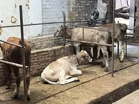 Bull, Cattle — photo 7