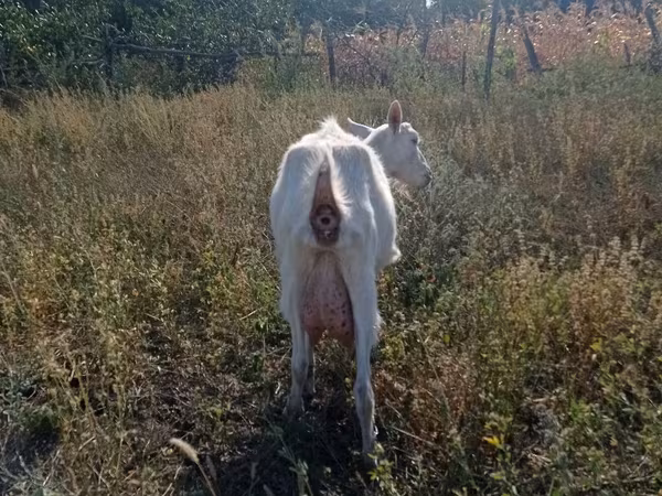 Goat, Goats