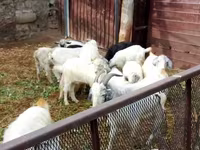 母山羊, Goats — 照片 4