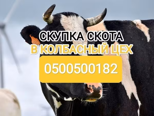 Holstein breed