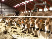 गाय, Simmental cattle — फ़ोटो 3