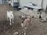 Cabra, Cabras — foto 2