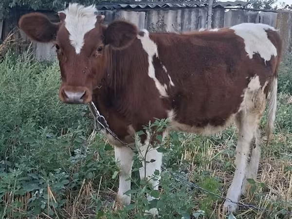 母牛, Cattle
