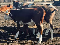 公牛, Cattle — 照片 4