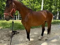母马, Dutch warmblood horse — 照片 6