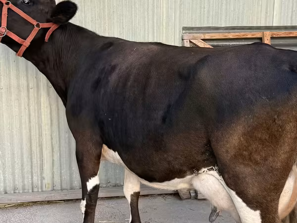 Cow, Holstein breed