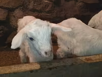 Cabro, Saanen goat — foto 7