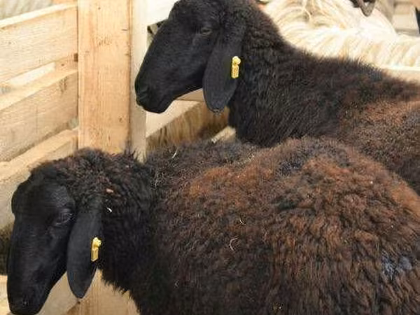 母羊, Sheep