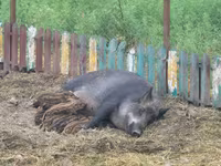 母猪, Pigs — 照片 2