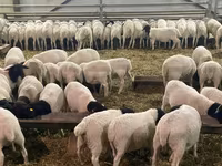Sheep, Kuibyshev sheep — photo 8
