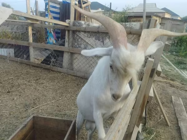 公山羊, Saanen goat — 哈萨克斯坦