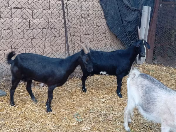 Saanen goat