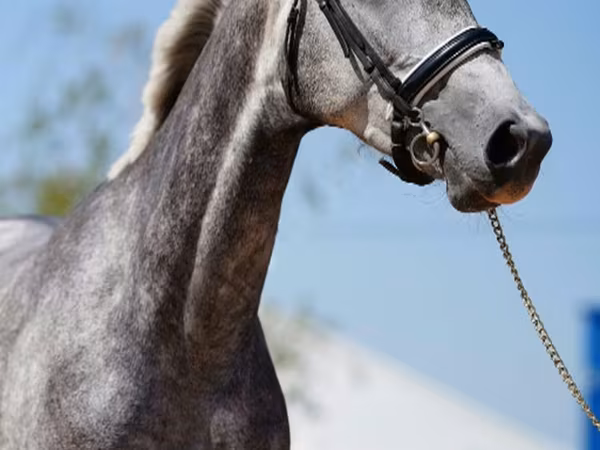 母马, Horses — 俄罗斯
