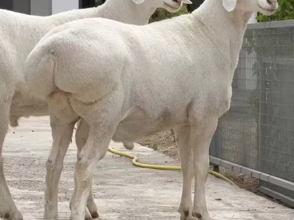 كبش, الأغنام