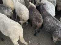 母羊, Sheep — 照片 4
