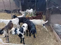 公山羊, Pomellata goat — 照片 1